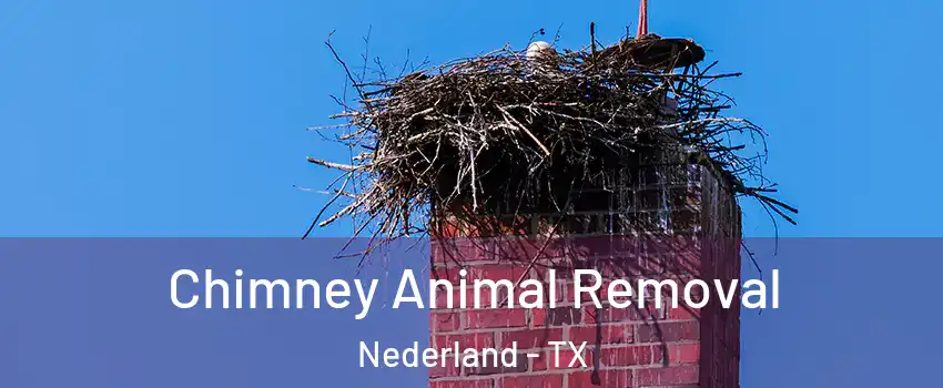  Chimney Animal Removal Nederland - TX